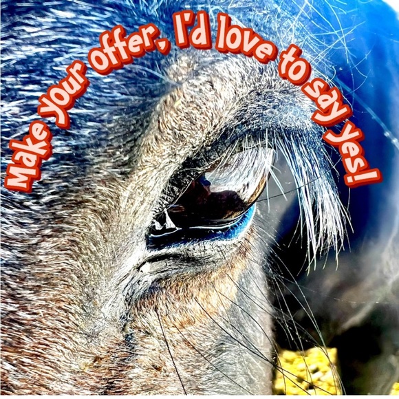 Men’s Medium AE plaid cotton bottom down - Picture 11 of 11